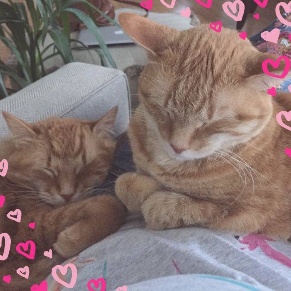 Meet your Posher, Layla